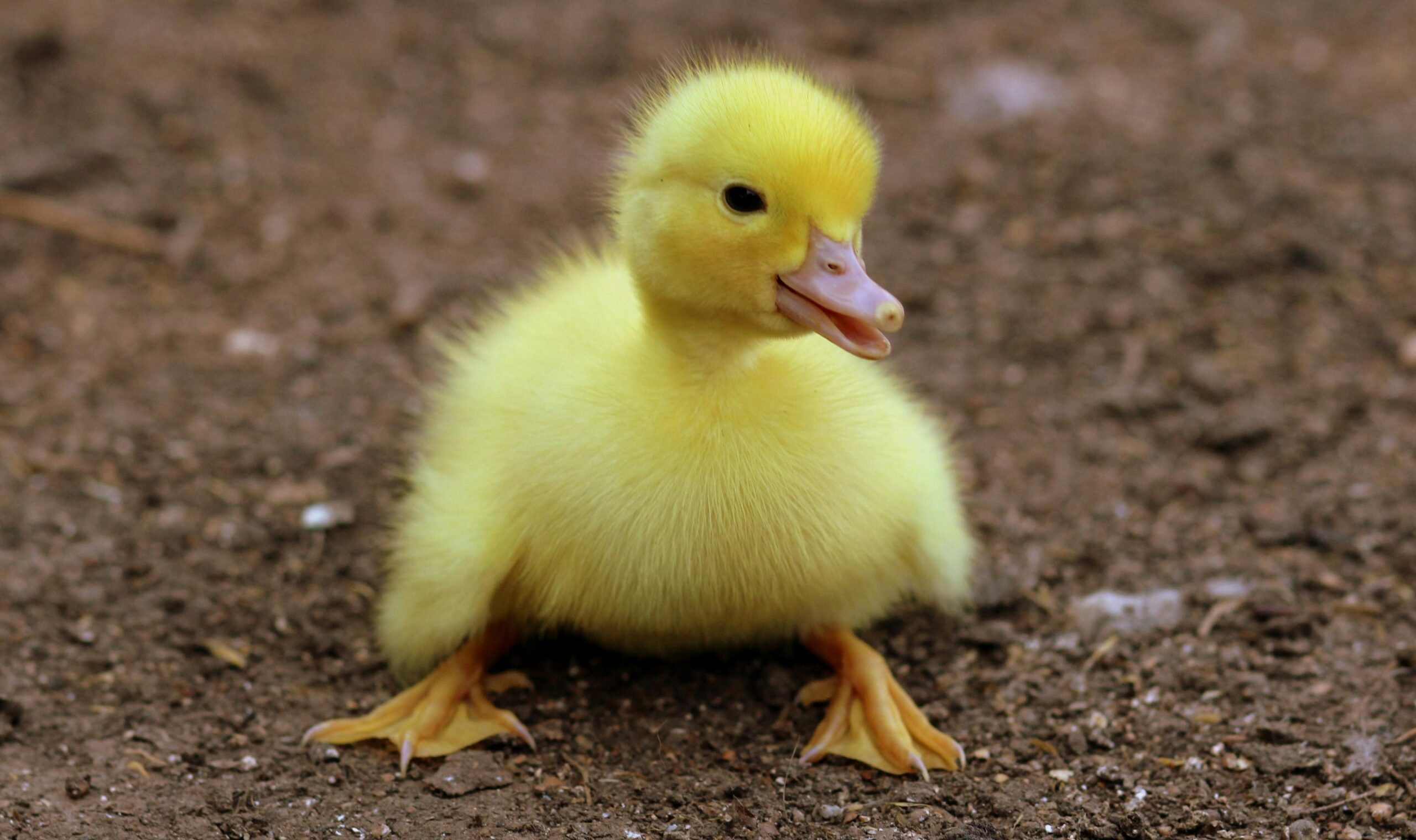 A duckling